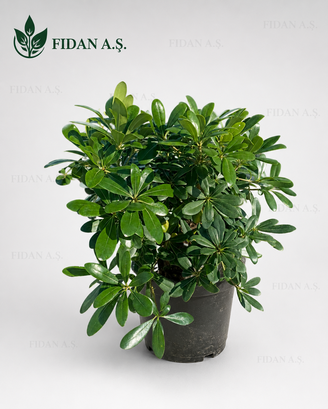 Pittosporum Tobira Nana